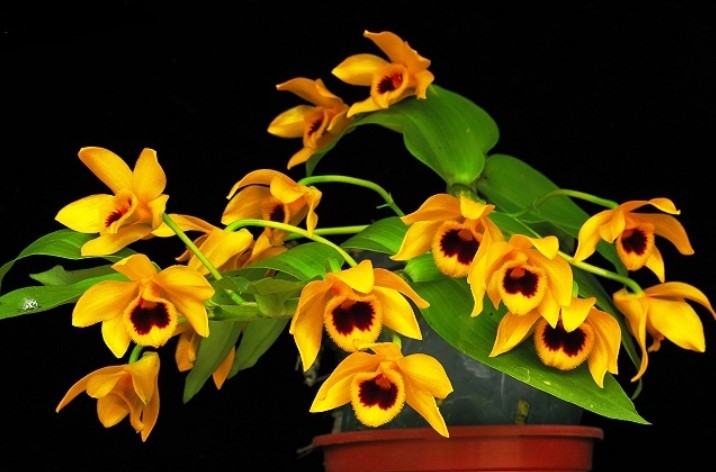 Hoa lan trầm vàng - Loài hoa có hương thơm dịu dàng và quyến rũ 17 - kythuatcanhtac.com