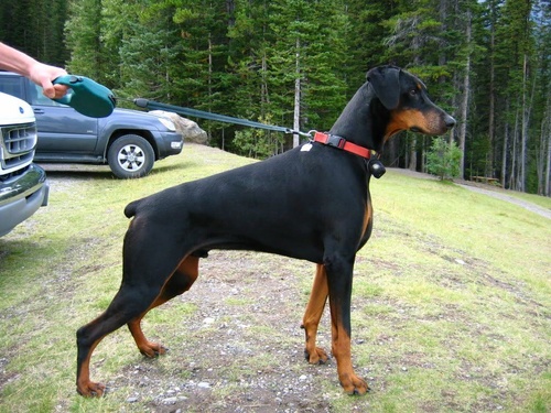 Chú chó Doberman màu lông đen quyến rũ đang đứng - kythuatcanhtac.com
