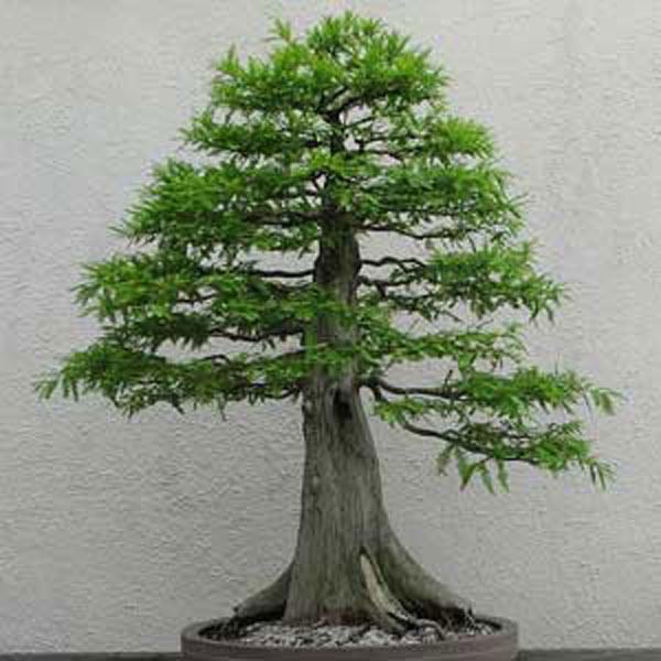 cay-bonsai-dang-truc-1a - kythuatcanhtac.com