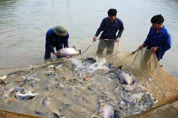 Kỹ thuật nuôi cá Chim trắng nước ngọt - kythuatcanhtac.com