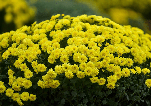 Ý nghĩa của hoa Cúc - kythuatcanhtac.com