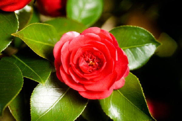 Hoa Trà: Hình ảnh, ý nghĩa, cách trồng và chăm sóc giúp hoa nở đẹp - 3 - kythuatcanhtac.com
