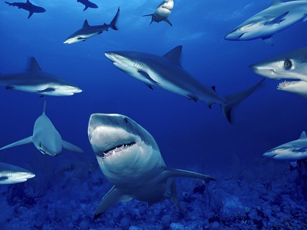 Phân loại các loài cá mập thời tiền sử - kythuatcanhtac.com