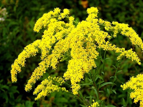 Hoa Hoàng Anh: Đặc điểm, ý nghĩa và cách trồng loài hoa Cúc tuyệt đẹp - 4 - kythuatcanhtac.com
