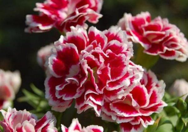 5 loại “nước hoa” tự nhiên này nếu đặt một chậu trong nhà nở ra vừa thơm vừa đẹp - 1 - kythuatcanhtac.com