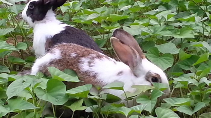 Mô hình nuôi thỏ. Kỹ thuật nuôi thỏ trong nhà & nuôi thỏ thả vườn - kythuatcanhtac.com
