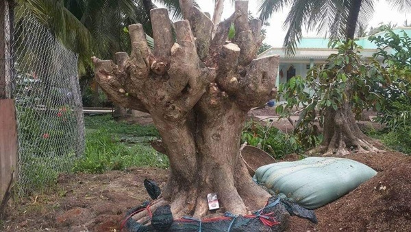 Biến gốc cây xấu xí thành cây đào tiên đẹp hút hồn, khách hỏi mua nhất định không bán - 6 - kythuatcanhtac.com