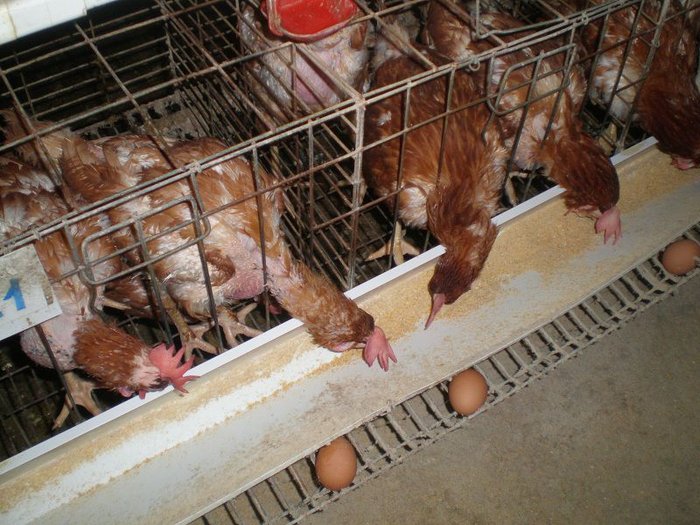 Mô hình, Kỹ thuật nuôi gà đẻ siêu trứng. Cách nuôi gà đẻ trứng nhiều - kythuatcanhtac.com