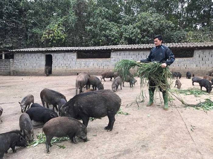 Lợn rừng ăn gì? Các loại thức ăn cho lợn rừng. Cách cho lợn rừng ăn - kythuatcanhtac.com