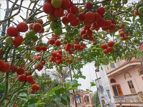 Mẹ Hải Phòng làm ròng rọc tời đất lên sân thượng trồng cà chua, quả kết từng chùm trĩu giàn - 10 - kythuatcanhtac.com
