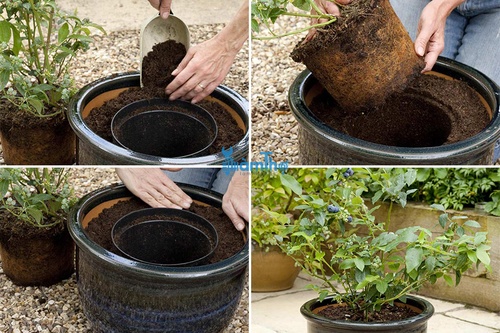 Cách trồng việt quất trong chậu bằng cây giống - kythuatcanhtac.com
