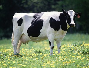 Các giống bò sữa ở Việt Nam hiện nay. Giá tinh trùng bò sữa giống - kythuatcanhtac.com