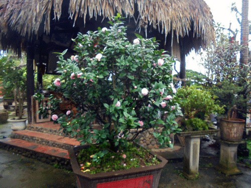Cây hoa trà truyền thống nở hoa rộ đón tết rất đẹp - kythuatcanhtac.com