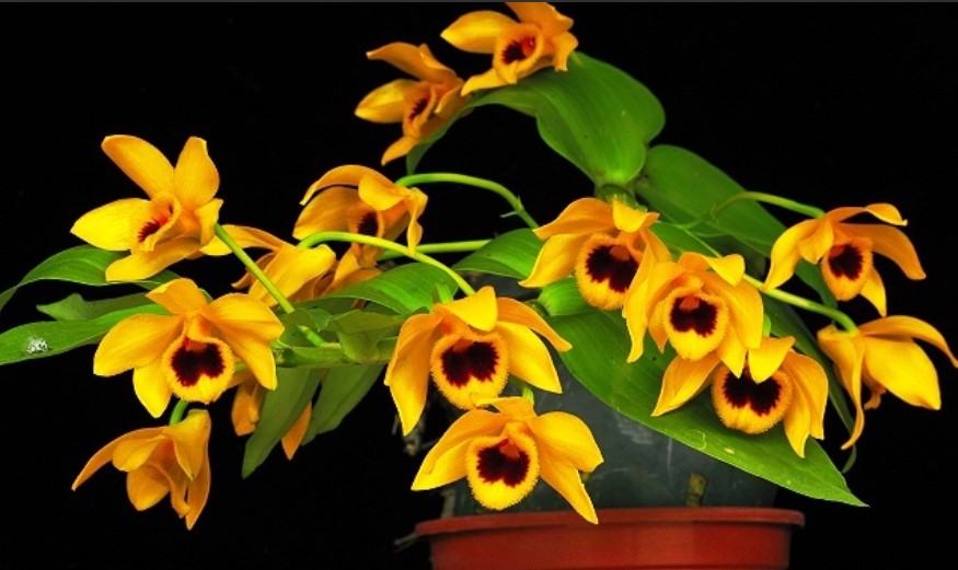 Hoa lan trầm vàng - Loài hoa có hương thơm dịu dàng và quyến rũ 15 - kythuatcanhtac.com