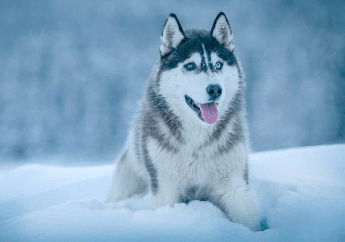 Chó Husky - Chú chó đa cảm xúc nhất trong tất cả các loại pet 14 - kythuatcanhtac.com