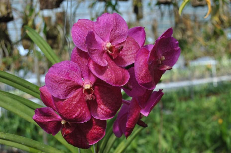 Hoa lan Vanda - Nguồn gốc, đặc điểm, cách trồng và chăm sóc hoa lan vanda 15 - kythuatcanhtac.com