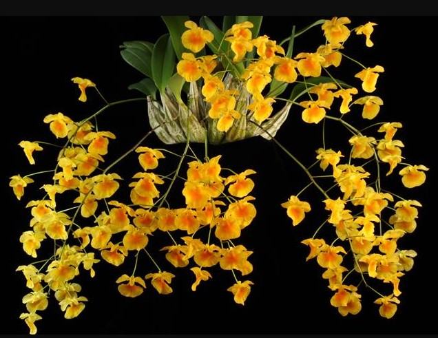 Hoa lan vảy rồng - Nguồn gốc, đặc điểm, cách trồng và chăm sóc hoa lan vảy rồng 20 - kythuatcanhtac.com