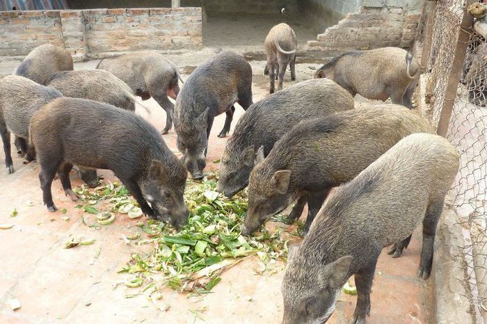 Giống lợn rừng Thái Lan. Nông dân làm giàu từ nuôi lợn rừng Thái - kythuatcanhtac.com