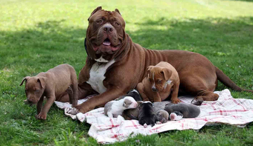 Chó Pitbull - Nguồn gốc, đặc điểm, cách chăm sóc chú chó Pitbull 29 - kythuatcanhtac.com
