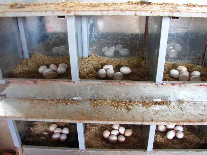 Kỹ thuật nuôi gà đẻ trứng giống. Thức ăn cho gà đẻ trứng giống - kythuatcanhtac.com