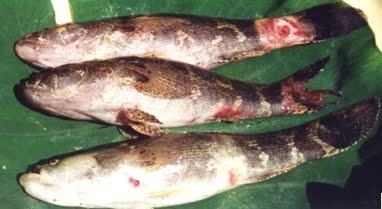 Bệnh đốm đỏ hay bệnh lở loét ở cá Bống Tượng - kythuatcanhtac.com
