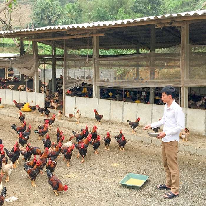 Trang trại nuôi gà thả vườn. Chi phí xây dựng trang trại gà thả vườn - kythuatcanhtac.com