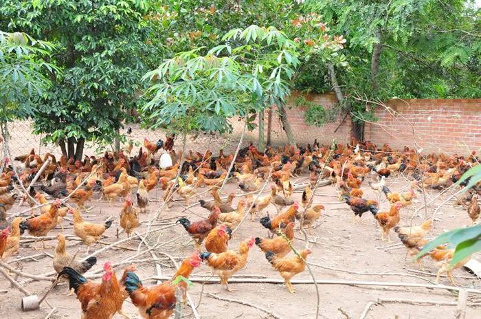 Trang trại nuôi gà thả vườn. Chi phí xây dựng trang trại gà thả vườn - kythuatcanhtac.com