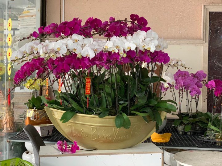 Những loại hoa Tết người Sài Gòn thường mua để mang lại tài lộc, may mắn cả năm - 11 - kythuatcanhtac.com