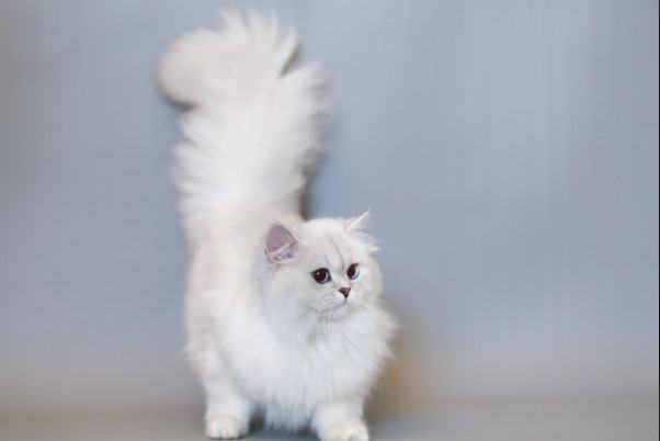 Kiến thức Mèo Anh Lông Dài (British Longhair Cat) A-Z 21 - kythuatcanhtac.com