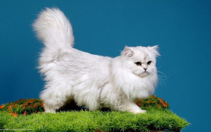 Kiến thức Mèo Anh Lông Dài (British Longhair Cat) A-Z 26 - kythuatcanhtac.com