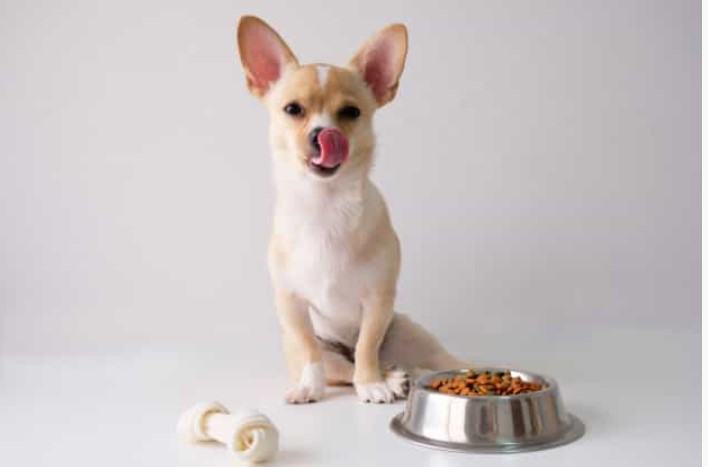 Chó chihuahua - Những thông tin thú vị về chú chó chihuahua có thể bạn chưa biết! 14 - kythuatcanhtac.com