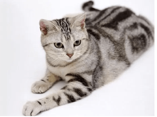 Mèo Anh lông ngắn - Những loại mèo Anh lông ngắn nổi tiếng nhất hiện nay 27 - kythuatcanhtac.com