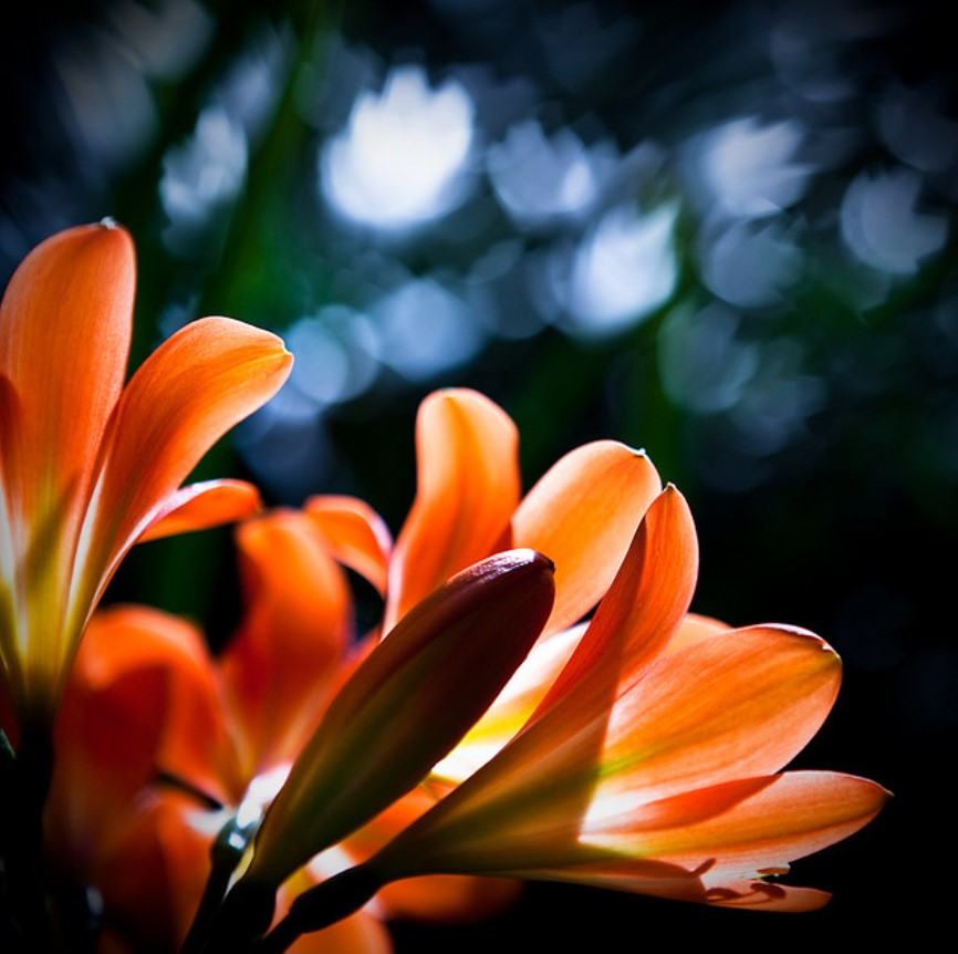 Hoa lan quân tử - Loại hoa có ý nghĩa phong thủy đem lại tài lộc và may mắn 15 - kythuatcanhtac.com