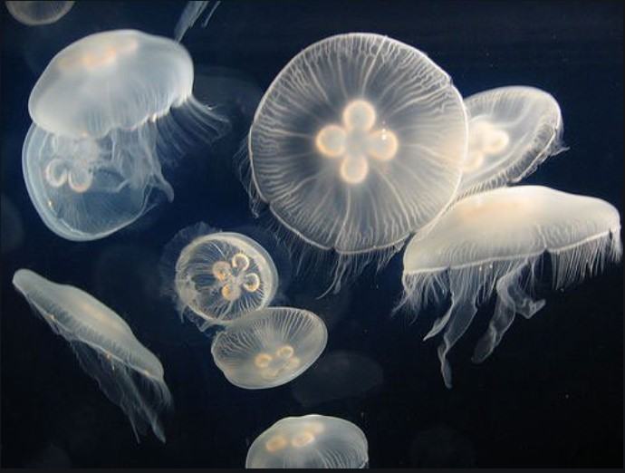 Những thông tin cơ bản liên quan đến loài sứa 15 - kythuatcanhtac.com