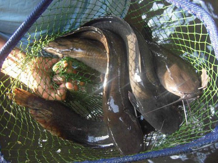 Cá trê ăn gì? Thức ăn tự nhiên, thức ăn công nghiệp cho cá trê nuôi thịt - kythuatcanhtac.com