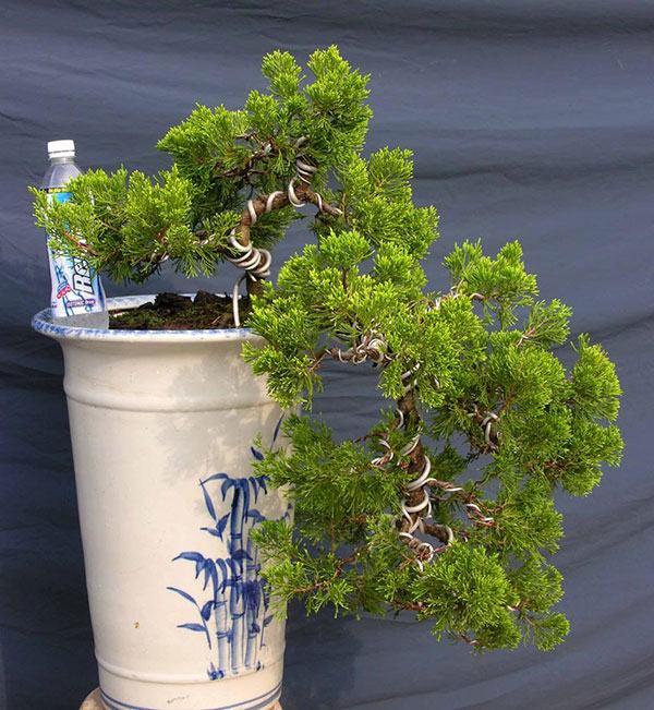 Cây tùng cối – Cây bonsai đẹp, cách trồng và chăm sóc, tạo dáng tùng cối 4 - kythuatcanhtac.com