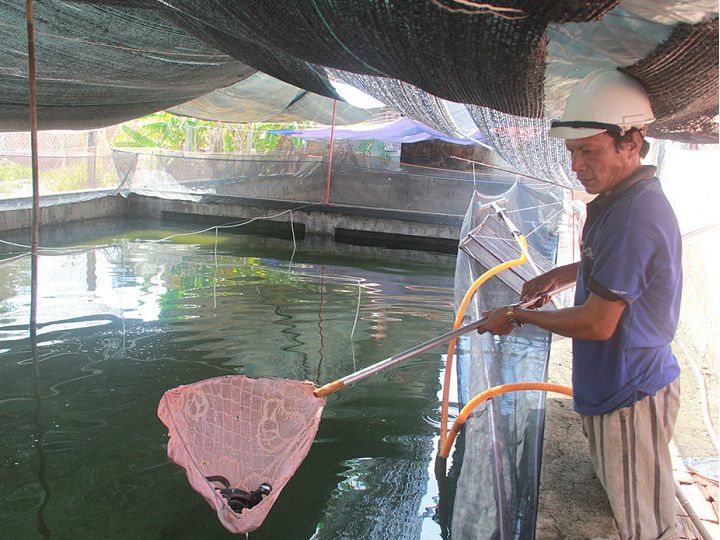 Kỹ thuật nuôi cá trong bể xi măng theo công nghệ mới, năng suất cao - kythuatcanhtac.com