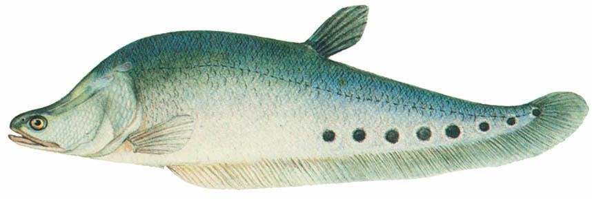 Đặc điểm sinh học của cá Thát Lát Cườm - kythuatcanhtac.com