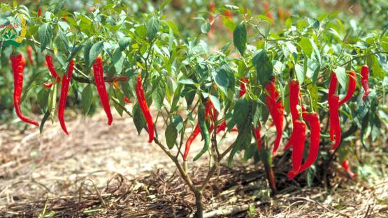 Cây ớt – Dặc điểm, cách trồng và chăm sóc cây ớt 2 - kythuatcanhtac.com