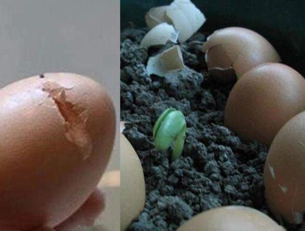 Vỏ trứng có thể dùng trực tiếp làm phân bón không? Nhiều người trồng hoa kì cựu vẫn nhầm - 4 - kythuatcanhtac.com