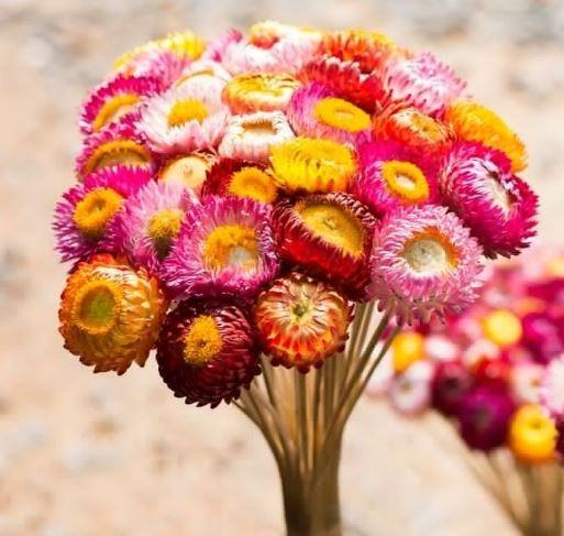 Cây hoa bất tử là gì ? – Cách trồng và chăm sóc cây hoa bất tử 2 - kythuatcanhtac.com