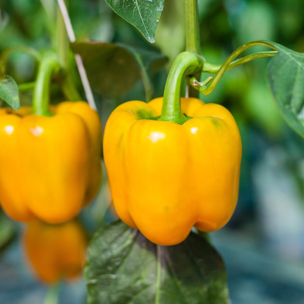 Bí kíp trồng ớt chuông vàng cung cấp vitamin chống oxy hóa - kythuatcanhtac.com