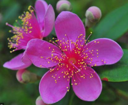 Cây hoa sim – cách trồng và chăm sóc cây hoa sim 2 - kythuatcanhtac.com