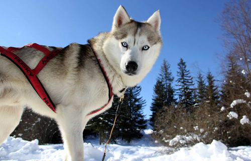Chó Husky - Chú chó đa cảm xúc nhất trong tất cả các loại pet 19 - kythuatcanhtac.com