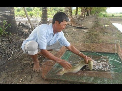 Kỹ thuật nuôi cá Chình thương phẩm trong ao đất - kythuatcanhtac.com