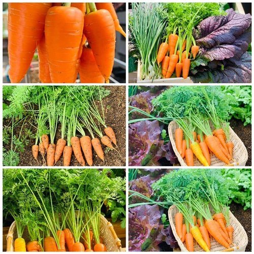 Mẹ Tây Bắc hé lộ cách làm sân thượng trồng cả trăm loại rau, hiếm khi phải ra chợ mua - 24 - kythuatcanhtac.com
