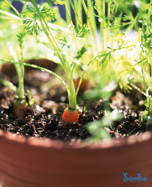 Chậu với độ sâu ít nhất 15 cm là rất tốt cho việc gieo trồng cà rốt - kythuatcanhtac.com