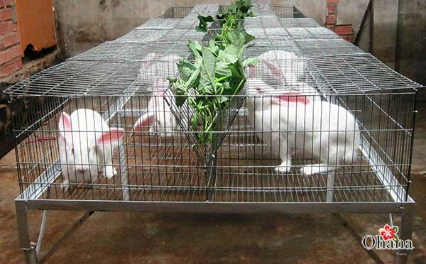 Cách làm chuồng nuôi thỏ đơn giản. Hướng dẫn kỹ thuật làm chuồng nuôi thỏ - kythuatcanhtac.com