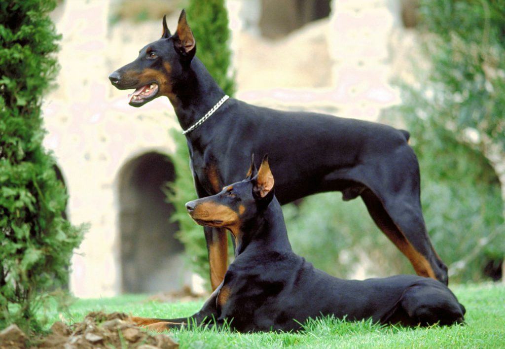 Hai chú chó Doebrman thuần chủng màu đen, một chú nằm, một chú đứng - kythuatcanhtac.com