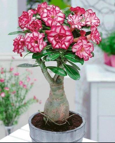 Hoa sứ Thái – Loài hoa đẹp của xa mạc, bông đẹp độc đáo 4 - kythuatcanhtac.com